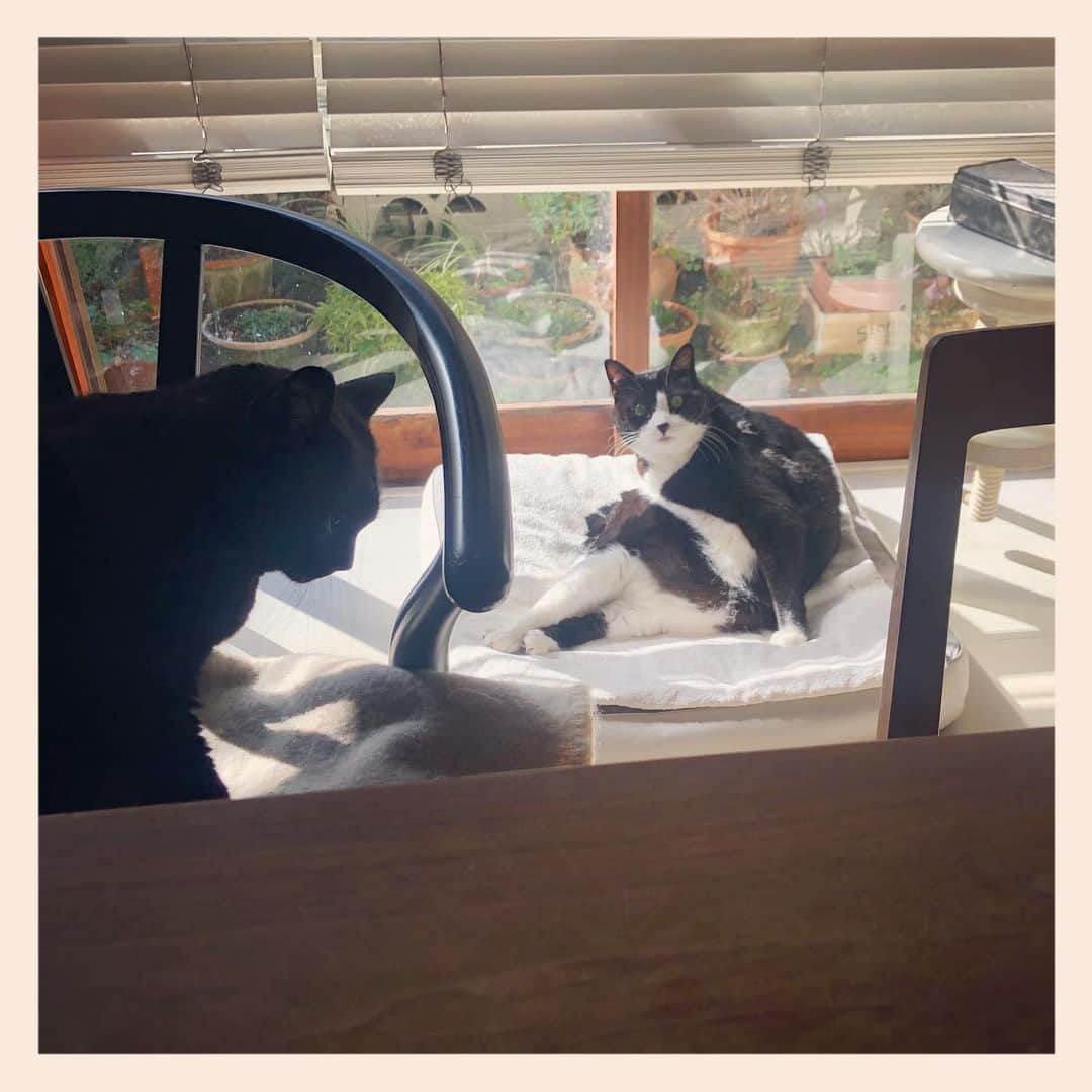 パンといっぴきのインスタグラム