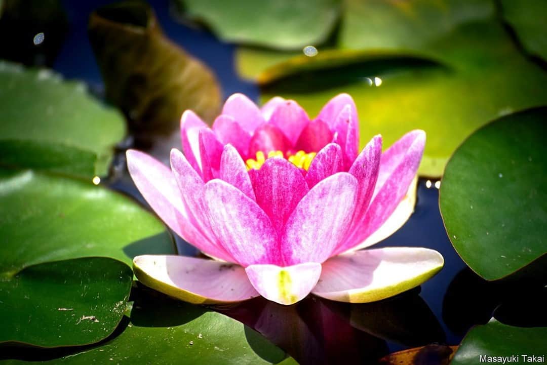 花の写真館のインスタグラム：「Photo by 高井 雅之.⠀ .⠀ Original Post[投稿いただいたURL]⠀ https://www.facebook.com/photo.php?fbid=1418911321627750⠀ .⠀ 本アカウントは、 #私の花の写真 をつけてInstagramに投稿された皆さまの花の写真や、「花の写真館」Facebookページで投稿された花の写真を紹介します。⠀ 「花の写真館」Facebookページは、「 @floral.photograph 」のプロフィールにあるURLからご覧ください。⠀ .⠀ ※各自、政府、自治体など公的機関の指示に従った行動をお願いします。⠀⠀ 東京カメラ部および分室では、写真を「見る楽しみ」を提供することを通して、微力ながら皆様にわずかな時間でも癒しをお届けしたいと思っております。⠀ ※本アカウントは東京カメラ部がFacebook、Instagramのサービスを利用して運営しているもので、Facebook社・Instagramとは一切関係ありません。⠀ .⠀ #花の写真館 #floralphotograph #floralphoto #flower #flowers⠀ Follow: @floral.photograph」