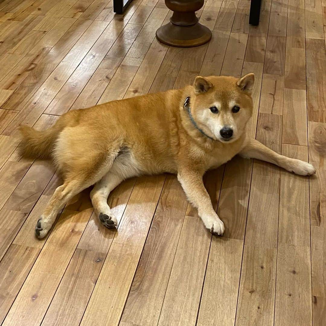 まる（まるたろう）のインスタグラム：「What’s eating you? I am always ready to help you. ✨🐶✨どした？なんか悩み事？ #いつでも相談に乗るからね #カモン #根津の父 @gallerymarusan  @marutaro_onlineshop」