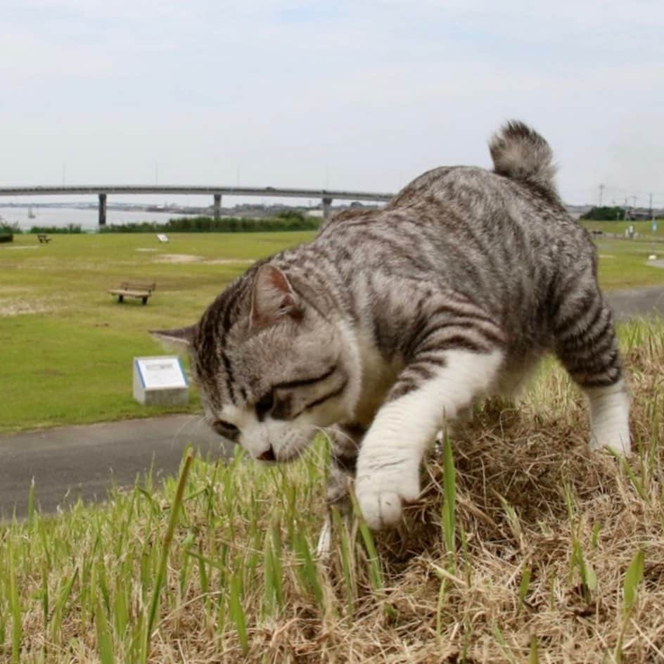 Nyankichi Noranekoのインスタグラム