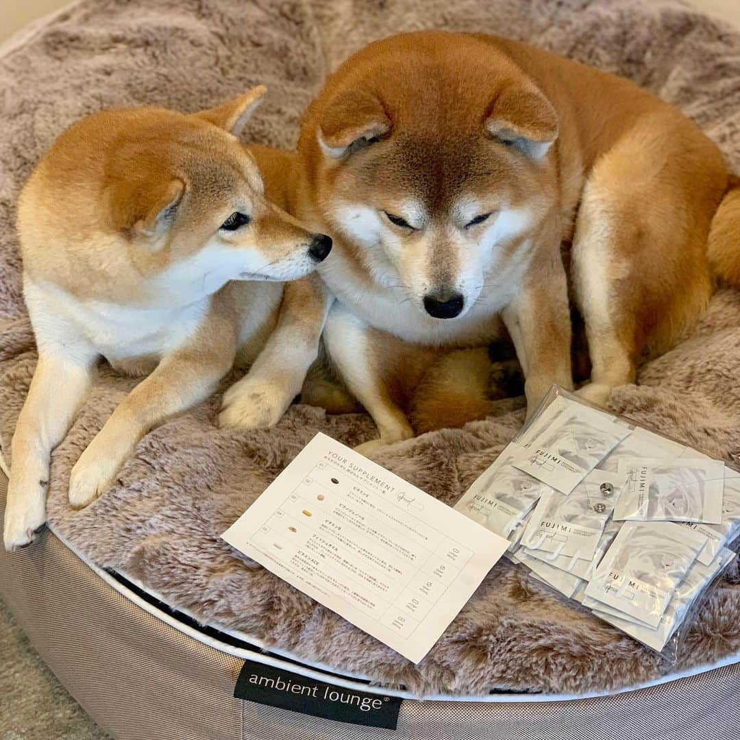 shibainu berryさんのインスタグラム写真 - (shibainu berryInstagram)「飲みだして2ヶ月ぐらいのサプリ💊 @fujimi_official  簡単な診断から自分に合ったサプリを処方してくれる😆 おかんは結構健康オタク✨コロナ渦になる前から免疫を上げる食品を積極的に取ってるよ😋おかげで数年間風邪もひいたことない🙌 毎日、お犬様とお猫様たちの世話があるから体調は絶対崩せん‼️熱出ても倒れそうでも散歩は行かなあかん🥵体調管理は食生活から✨ ③④久々に麗子さん登場🐱💕 #FUJIMI #パーソナライズサプリ#パーソナライズマスク #美容 #PR #❤️迷子犬の掲示板四国 @maigo_dog_shikoku #めざせ迷子犬ゼロ👌 #柴犬 #べりやん #べりむく #多頭飼い #徳島 #berry #shiba #shibainu  #shibainumania #shibastagram #instashiba #ぷにっと部 #口角キュキュッと部  #チーム俺様 →部員絶賛募集中 #shiba_snap #proudshibas #instagramjapan #ふわもこ部 #pecoいぬ部 #pecotv #buzzfeedanimals #dogsofinstagram #9gag @9gag @barked」2月4日 20時28分 - shibainu.berry