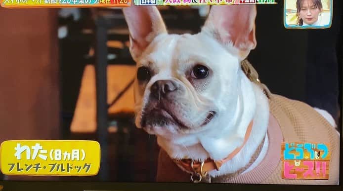 DUTTCHさんのインスタグラム写真 - (DUTTCHInstagram)「たまたま行ったドッグランにて  テレビ東京系列 『どうぶつピース‼️』に  愛犬が映りました(笑)  感謝。  @doubutsupeace  #どうぶつピース」2月4日 20時40分 - uzmkduttch