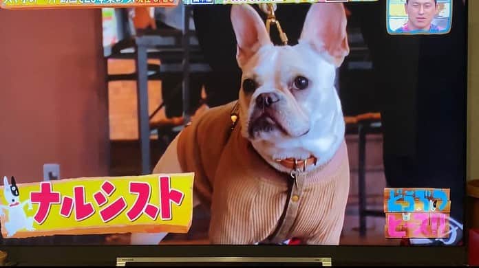 DUTTCHさんのインスタグラム写真 - (DUTTCHInstagram)「たまたま行ったドッグランにて  テレビ東京系列 『どうぶつピース‼️』に  愛犬が映りました(笑)  感謝。  @doubutsupeace  #どうぶつピース」2月4日 20時40分 - uzmkduttch