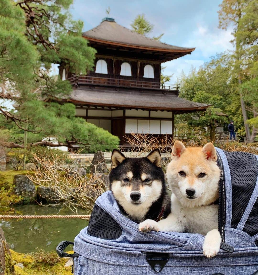 豆柴なつ&ふゆさんのインスタグラム写真 - (豆柴なつ&ふゆInstagram)「Ginkakuji😊❤️ 銀閣寺😊❤️  #京都　#kyoto #銀閣寺 #哲学の道  #柴犬#shiba #shibainu #shibastagram #ワンコ#sweet#豆柴#shibaaaaainu #cute #pecoいぬ部#doglove #シバフル#dogstagram #dogoftheday #instashiba #shibaaaaainu #shibaaddict #🐕📷 #ふわもこ部#love#sweetdream #犬#instacute #柴#proudshibas #cutepets」2月4日 20時53分 - mameshiba.natsuinu56