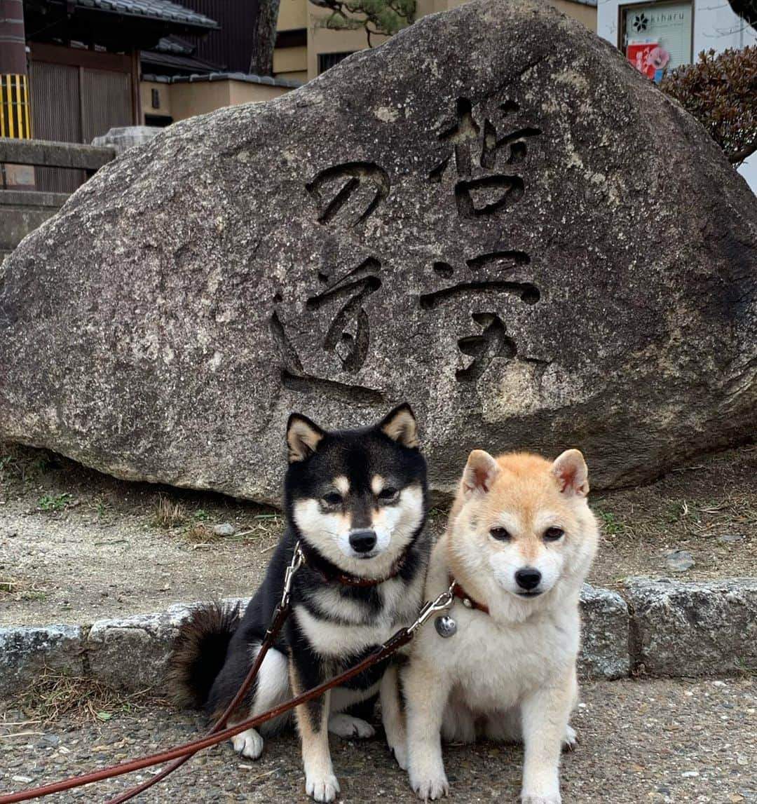 豆柴なつ&ふゆさんのインスタグラム写真 - (豆柴なつ&ふゆInstagram)「Ginkakuji😊❤️ 銀閣寺😊❤️  #京都　#kyoto #銀閣寺 #哲学の道  #柴犬#shiba #shibainu #shibastagram #ワンコ#sweet#豆柴#shibaaaaainu #cute #pecoいぬ部#doglove #シバフル#dogstagram #dogoftheday #instashiba #shibaaaaainu #shibaaddict #🐕📷 #ふわもこ部#love#sweetdream #犬#instacute #柴#proudshibas #cutepets」2月4日 20時53分 - mameshiba.natsuinu56