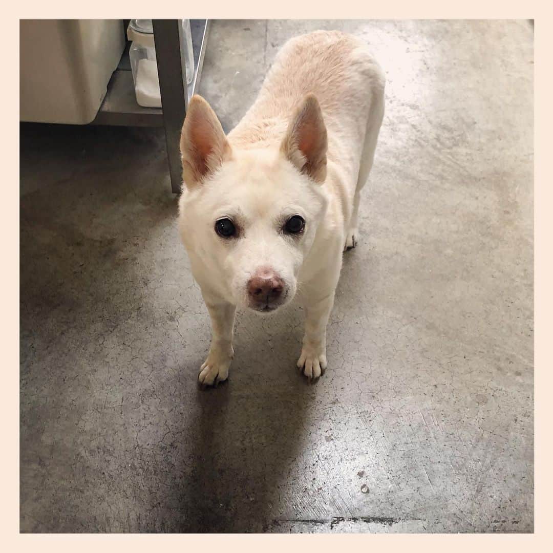 のインスタグラム：「#元保護犬 #雑種犬 #crossbreed #mixdog #キップル14歳」