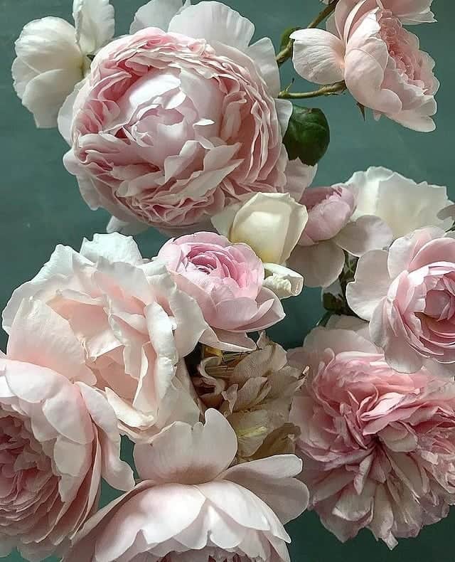 バネッサ・ブリューノさんのインスタグラム写真 - (バネッサ・ブリューノInstagram)「La douceur faite fleur.⁠ ⁠ All the softness of the world in a flower.⁠ ⁠ #vanessabruno #inspiration #vanessabrunoflowers」2月4日 21時00分 - vanessabruno