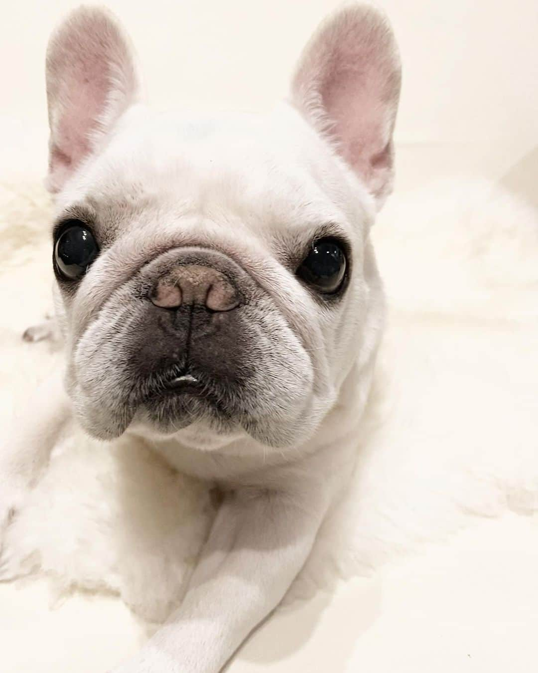 Ham-chanのインスタグラム：「#フレブル #フレンチブルドッグ #はむはむ #はむちゃん #frenchbulldog #frenchie #hamham #hamchan  こんばんは！🐶🦴」