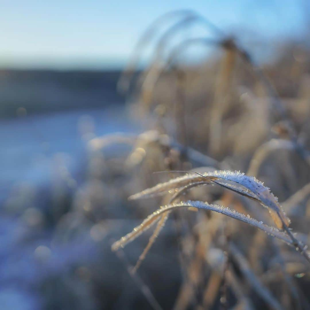 KAGAYAさんのインスタグラム写真 - (KAGAYAInstagram)「結晶で飾られた冬枯れの野。 （以前、北海道にて撮影） 今日もお疲れさまでした。」2月4日 21時15分 - kagaya11949