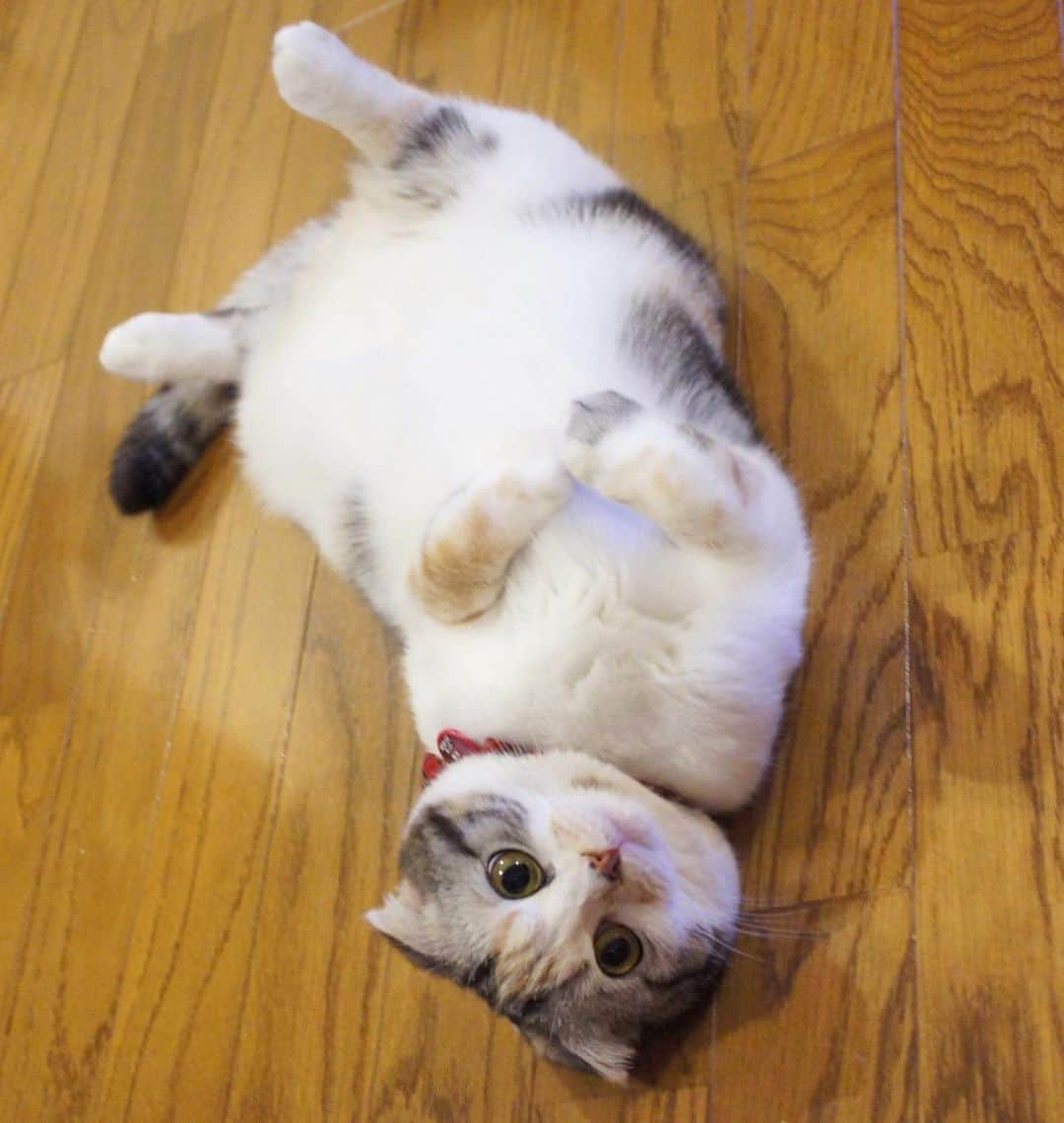 takegaeruのインスタグラム：「にゃん♬  #cat #scottishfold #猫 #スコティッシュフォールド #三毛スコ友の会」