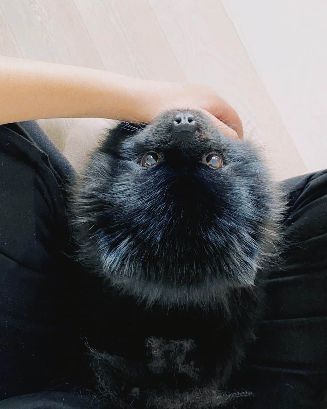 Dagi Beeのインスタグラム：「In case you’re having a bad day 🐙 @zulathepom 🤍」