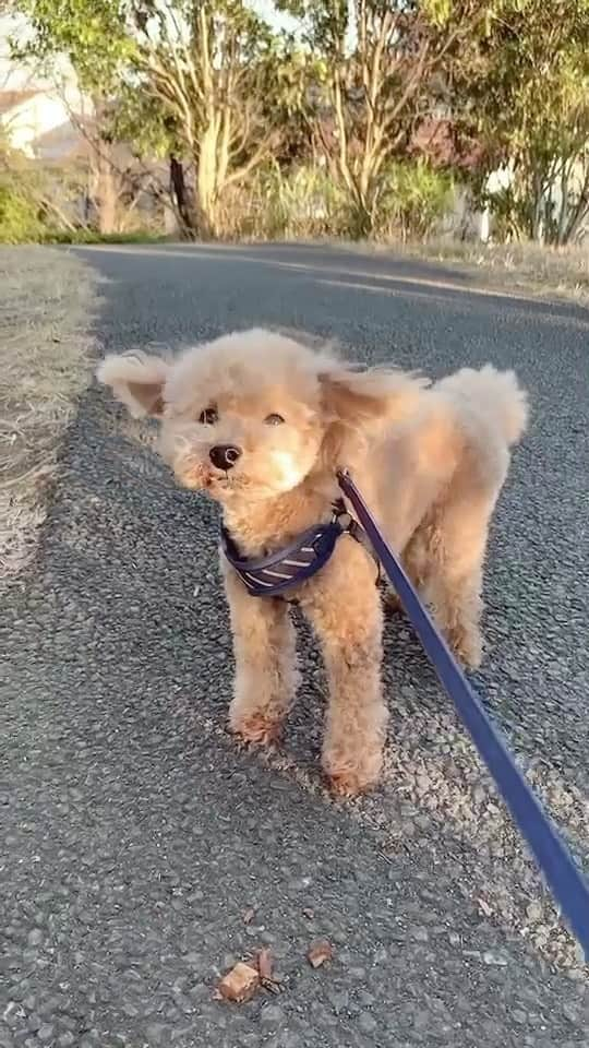 ちはるのインスタグラム：「﻿ ﻿ トリミングから帰ってきて﻿かんわいい〜〜〜❤️🐾﻿  トイプードル#犬のいる暮らし#アプリコット#🐶❤️#お散歩#愛犬」