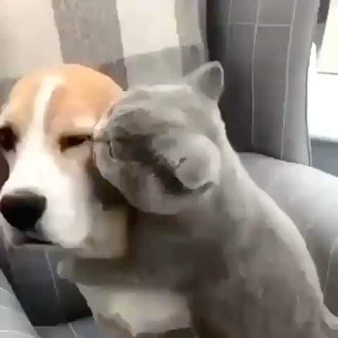 Cute Pets Dogs Catsのインスタグラム