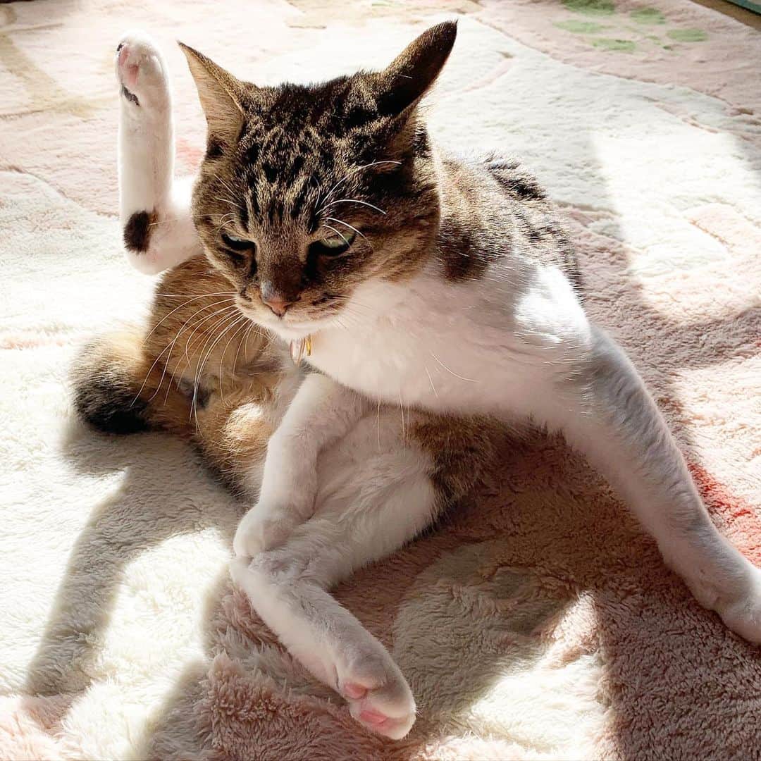 松井泉さんのインスタグラム写真 - (松井泉Instagram)「日々、こんな卍みたいなネコの写真を待ちかまえて撮れるくらい暇なんで、 仕事のお便りお待ちしております。」2月4日 22時23分 - izumimatsui