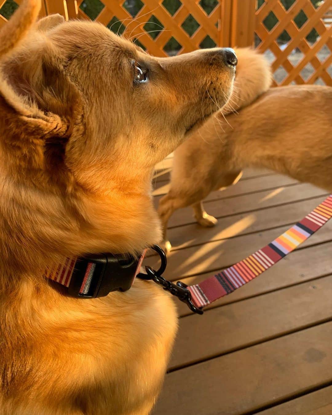 野澤麗花のインスタグラム：「🥺🥣 #dog #rescuedog  #dogstagram  #leed #collar #保護犬 #リード #首輪」
