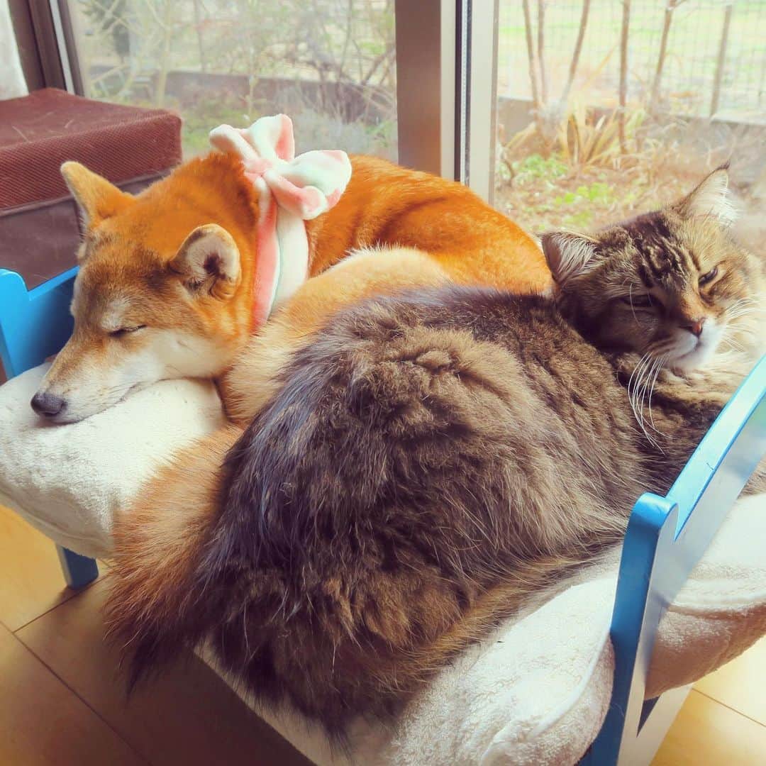 yokoさんのインスタグラム写真 - (yokoInstagram)「Happy Friday🧡🤎 週末に向けて二度寝ニャ  #猫化する犬」2月5日 8時15分 - yoko_1011