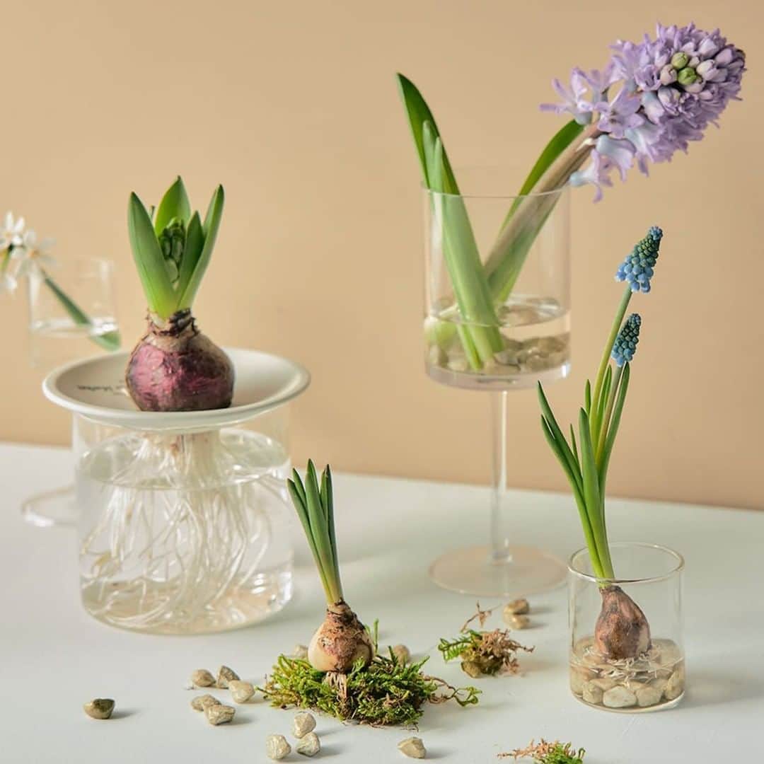 青山フラワーマーケットさんのインスタグラム写真 青山フラワーマーケットinstagram 根を伸ばすその姿が愛らしい 球根の水耕栽培 透明な器をセレクトすれば その様子を余すことなく楽しめます 水耕栽培用の花器なら 成長とともに根の流れの美しさを感じられ