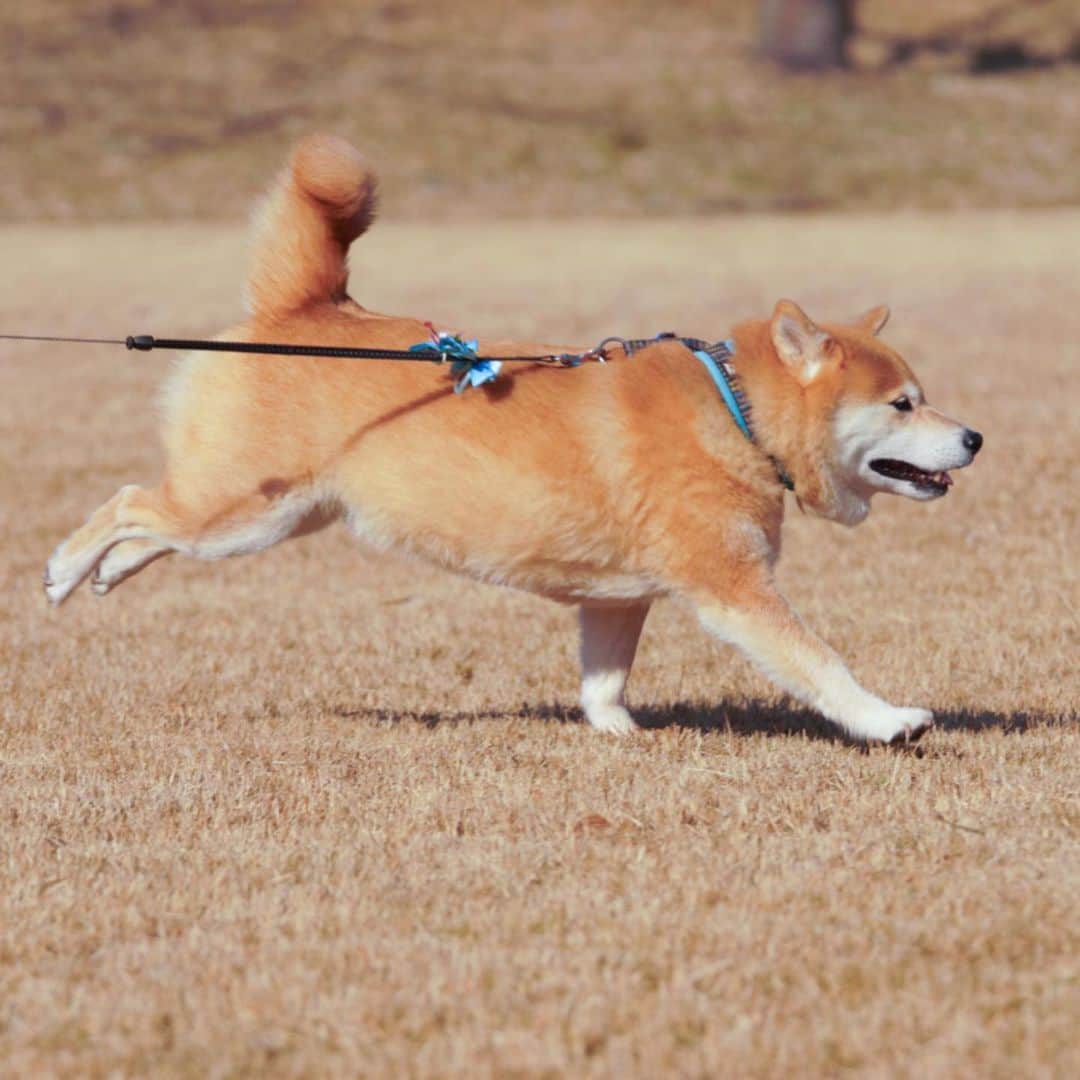 まる（まるたろう）のインスタグラム：「I am doing fine today as well.✨🐶☺️✨まるは今日も元気っすよ〜 #シッポを上手に使って走るの #パパが遅いのはシッポが無いからだと思う #まずはシッポを生やすところからか #ゴリラってシッポ無いんだっけ🤔」