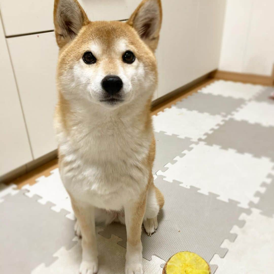 ゆもこさんのインスタグラム写真 - (ゆもこInstagram)「「オモチャ投げてー！いっぱい投げてー！！」 夜中にスイッチが入ると自分でオモチャを用意してスタンバイします😆 3枚目はスタンバイ中のひよりです😂 少し遊ぶと1枚目のようなニコニコ笑顔になります🐶✨ この笑顔が見たくて夜中でもついつい遅くまで遊んでしまうんですよね〜😂 眠い…😪 ※ ※ ※ #dogsofinstagram #日本犬 #柴犬 #柴 #赤柴 #shiba #犬バカ部 #ふわもこ部 #柴犬マニア #しば #shibadog #sibainu #ひより日和 #柴女子 #shibagram #worldofcutepets #cutedog #doglover #shibastagram #いぬら部 #柴犬ひより #peco犬部 #いぬのきもち」2月5日 9時05分 - yumohiyo