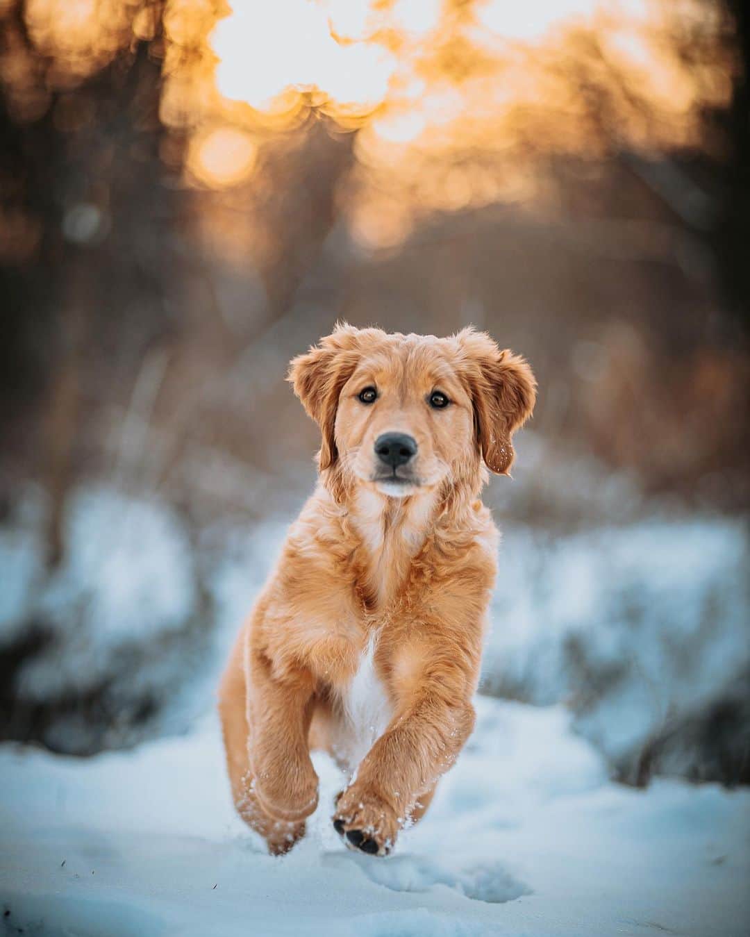 CANON USAさんのインスタグラム写真 - (CANON USAInstagram)「Photo by @pawsinwanderlust: "This is my little field Golden Retriever Rosie! She is 3 months old and full of spunk! This photo was taken in my back yard of us just playing around! She absolutely loves the snow!" #ShotOnCanon  📸 #Canon EOS R Lens: EF 85mm f/1.8 USM」2月5日 0時33分 - canonusa