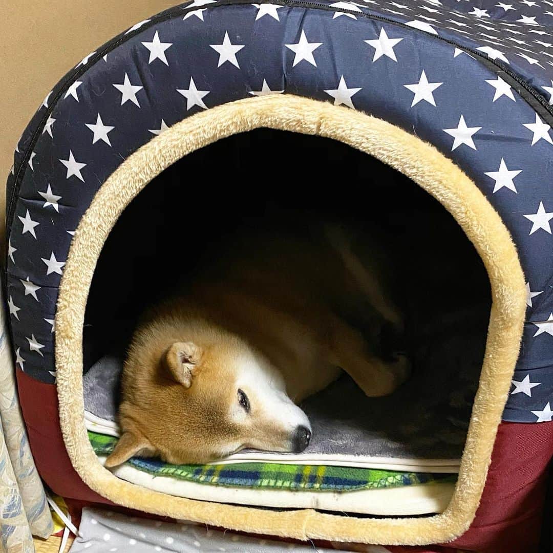 まる（まるたろう）のインスタグラム：「Good night!✨🐶💤✨今日はそんなに寒くないからお布団かけなくて良いかな〜 #あとでパパのお布団借りるかもだけど #取り急ぎこれでいいや #デーハーハウス」