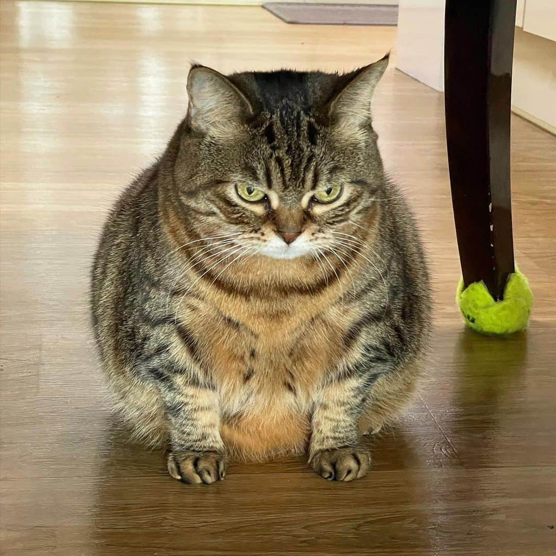 Aww Clubさんのインスタグラム写真 - (Aww ClubInstagram)「R O U M D⠀ ⠀ 📷@bo_mang_co⠀ ⠀ #meowed #bomangco #CHONK #CHONKY #🇰🇷」2月5日 1時00分 - meowed