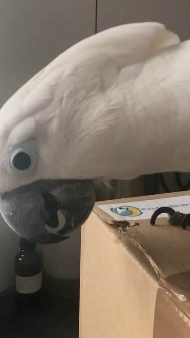 ? Enjoy Harley's Lifeのインスタグラム：「Vandaag pakket vol met lekkere dingen binnen gekregen van : https://www.exotic-birds.nl/   Jullie kunnen hier ook is gaan kijken , ze hebben alles voor onze gevleugelde vriendjes !! Speelgoed, voer en nog veel meer !!!  today received a package full of delicious things from https://www.exotic-birds.nl/   You can also have a look here, they have everything for our winged friends such as toys, food and much more !!!   @exoticbirds.nl 👌🏻」