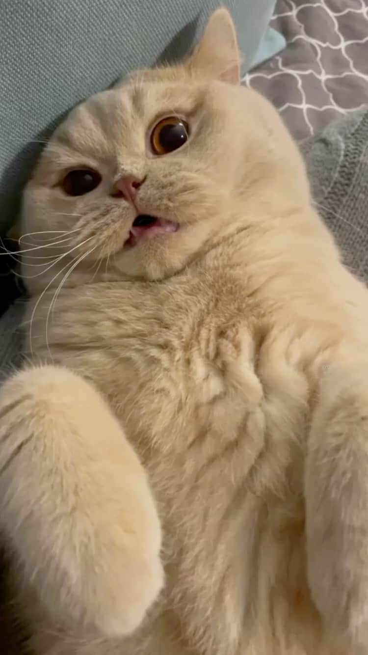 The Cats Of Instagramのインスタグラム：「#Repost • @dunkindonutcat zombie donut is alive」