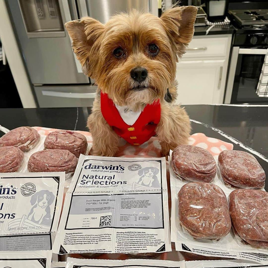 さんのインスタグラム写真 - (Instagram)「Sammy💭 Wow! 😆👏🏼🤩🙌🏼 We got mail! 📦 Use our coupon code “HappyYorkieFamily” to receive 10 pounds of Darwin’s @darwinspetfood raw dog or cat food for only $14.95 PLUS a free bag of venison jerky pet treats! 😆👏🏼👏🏼😋 Darwin’s pet food is one of the BEST pet food company on the market hands-down!! 🙌🏼👍🏼👏🏼 We all used to be on expensive prescription diets for our “ special needs” until mommy stumbled across the documentary about our pet food industry called PET FOOLED!! 😱😱😱 She returned all our prescription diet the very next day! (True story!!) 👍🏼 We were on Darwins before moving to Las Vegas. We had limited freezer space in the RV and we are so happy to be back on Darwin’s raw food! ♥️🥰👏🏼😋Darwins only uses the highest quality human grade ingredient! 🥩🍗🥕🥦🍎 No artificial flavoring coloring no fillers with 100% real meat, organs, bones and veggies (organic option available) with no antibiotics steroids or hormones! 🚫 We all know good hohealth always starts with appropriate diet! 🙌🏼♥️🙏🏼 Darwins pet food come frozen delivered right to your door!! 📦 If your furry baby likes their food gently cooked you can definitely do so with Darwin’s! 👏🏼👏🏼👍🏼😋 Watch PET FOOLED and make the change today!! 💪🏼💪🏼 It will be the best decision you ever made for your furry baby/babies! ♥️🙏🏼🥰 Use our coupon code “HappyYorkieFamily” to receive 10 pounds of raw dog or cat food (choose from chicken, beef, turkey, duck or lamb) Plus a free bag of venison jerky pet treat for only $14.95 delivered free right to your door! Also, Darwins will donate the entire cost of trial to a nonprofit organization of our choice! 🙌🏼♥️🥰🙏🏼 #DarwinsPetFood #HappyYorkieFamily #RawFedDogs #WhatsInYourBowl #MakeTheChangeToday #PetFooled #WeDeserveBetter」2月5日 3時10分 - happyyorkiefamily