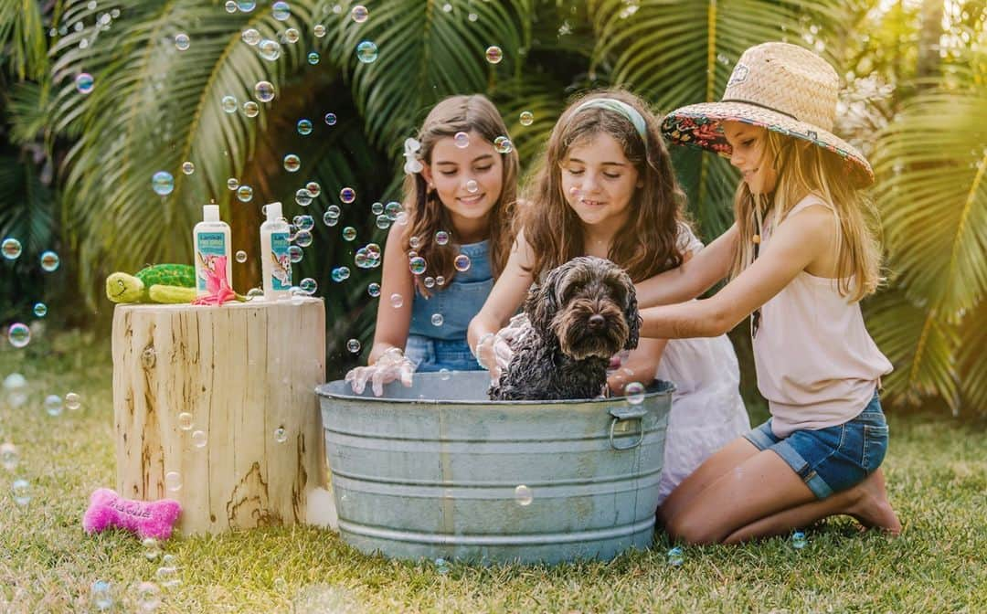 Lanikai Bath and Bodyさんのインスタグラム写真 - (Lanikai Bath and BodyInstagram)「Don’t forget about the one who loves you unconditionally. Show your pampered pooch how much you love him/her with fun toys (available in-store) & our Poi Dog Shampoo. It’s a four-legged favorite!   #dogshampoo #labradoodle #doodle #puppy #valentinesday #gift #love #lanikai #hawaii #natural #organic #mango #dogs #bathtime #spa #cotton #quality #pure #dogsofinstagram #dogsofinsta #doglife #aloha  #dogtoy  #lanikaibathandbody」2月5日 4時00分 - lanikaibathandbody