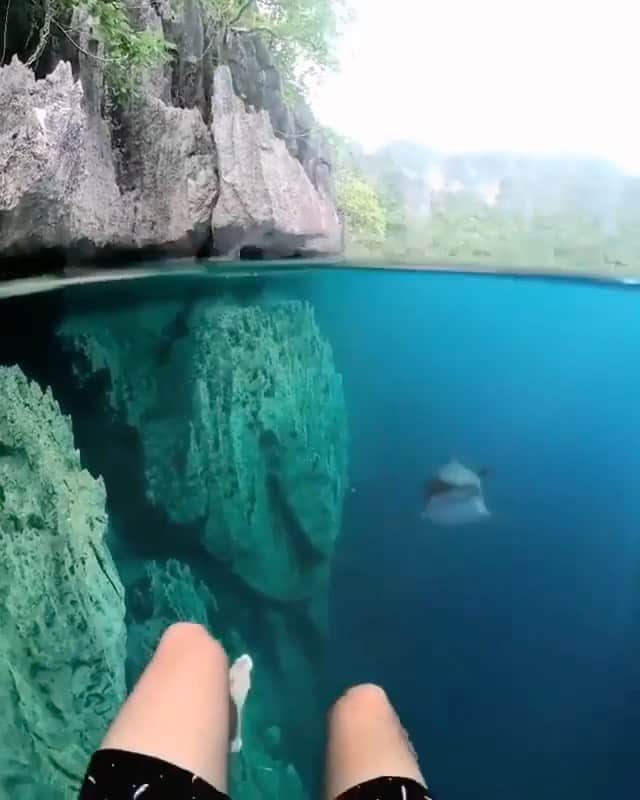 WildLifeのインスタグラム：「@discoversharks 🦈Haters will say it’s fake. 🦈🤣. What would you do. - 📸& edit by @tomsonsn #sharks #nature #scary #shark #lovers #ocean #underwater」