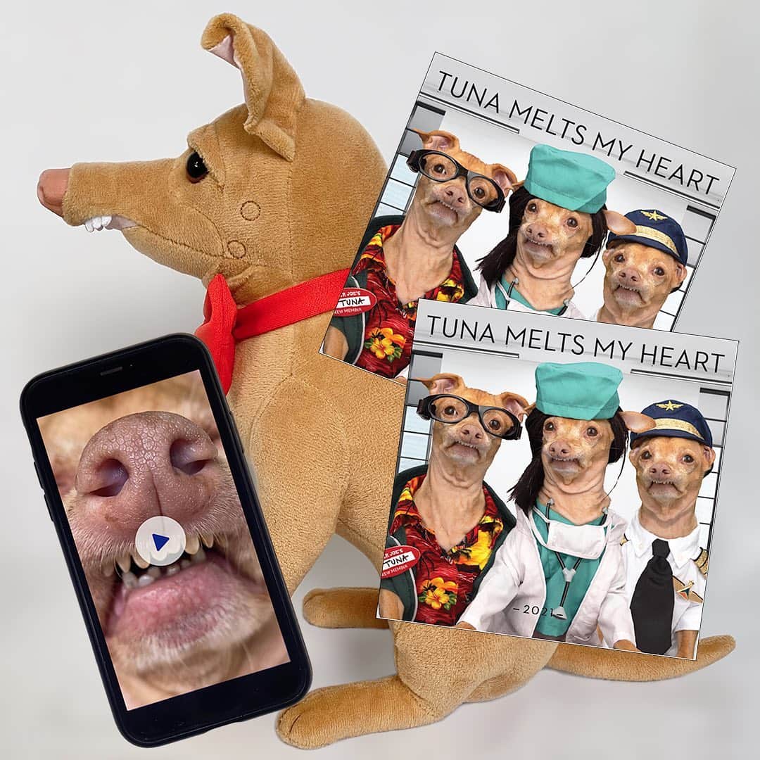 Tuna {breed:chiweenie} さんのインスタグラム写真 - (Tuna {breed:chiweenie} Instagram)「GIVEAWAY!!! We are giving away x1 Tuna Plush (which is currently sold out), x2 Calendars, and x1 personalised video to one of you! All you need to do is submit your email in the LINK IN THE BIO UNDER GIVEAWAY, and if you won, you will be contacted via email. Ready, set, SUBMIT!  TERMS & CONDITIONS: One entry per person. International submissions accepted. Submissions close on Friday 2/5/21 at 11.59pm EST. Winner will be randomly selected and contacted by Saturday 2/6/21 via email. Please do not enquire if you’ve won. Shipping included but import taxes may apply upon receipt of product depending on the country. Also, don’t feel bad if you already own these.  They make for a great gift!」2月5日 4時18分 - tunameltsmyheart