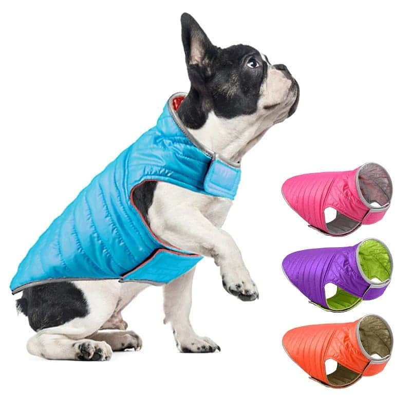 French Bulldogさんのインスタグラム写真 - (French BulldogInstagram)「Reversible & Windproof French Bulldog Vest 💙💙💙 Exclusive in @frenchie.world shop 🛍🛍🛍 👉 LINK IN BIO 🔝 . . . . . #frenchie #frenchies #französischebulldogge #frenchbulldog #frenchbulldogs #dog #dogsofinstagram #frenchieworld #bully #bulldog #bulldogfrances #フレンチブルドッグ #フレンチブルドッグ #フレブル #ワンコ #frenchiesgram #frenchbulldogsofinstagram #ilovemyfrenchie #batpig #buhi #squishyfacecrewbulldog」2月5日 4時18分 - frenchie.world