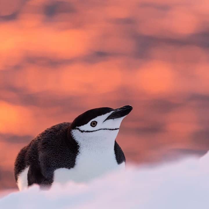 National Geographic Travelさんのインスタグラム写真 - (National Geographic TravelInstagram)「Photo by @daisygilardini / A night of ice and fire in Antarctica. During my latest expedition in Antarctica, this time on a small private yacht, we managed to land on a small island during a breathtaking sunset. You never know what the Antarctic night will hold for you. Sometimes a promising sunset will turn on you quickly when low clouds obstruct the horizon. Sometimes you think nothing is going to happen, and at the last minute an opening will allow the light to peek through the clouds in an explosion of color. The key is to always be ready, in the right spot at the right moment, and grab the opportunity when it arises.  Follow me @daisygilardini for more images and behind-the-scenes stories. #Antarctica #penguin #sunset #polar #chinstrappenguin」2月5日 4時36分 - natgeotravel