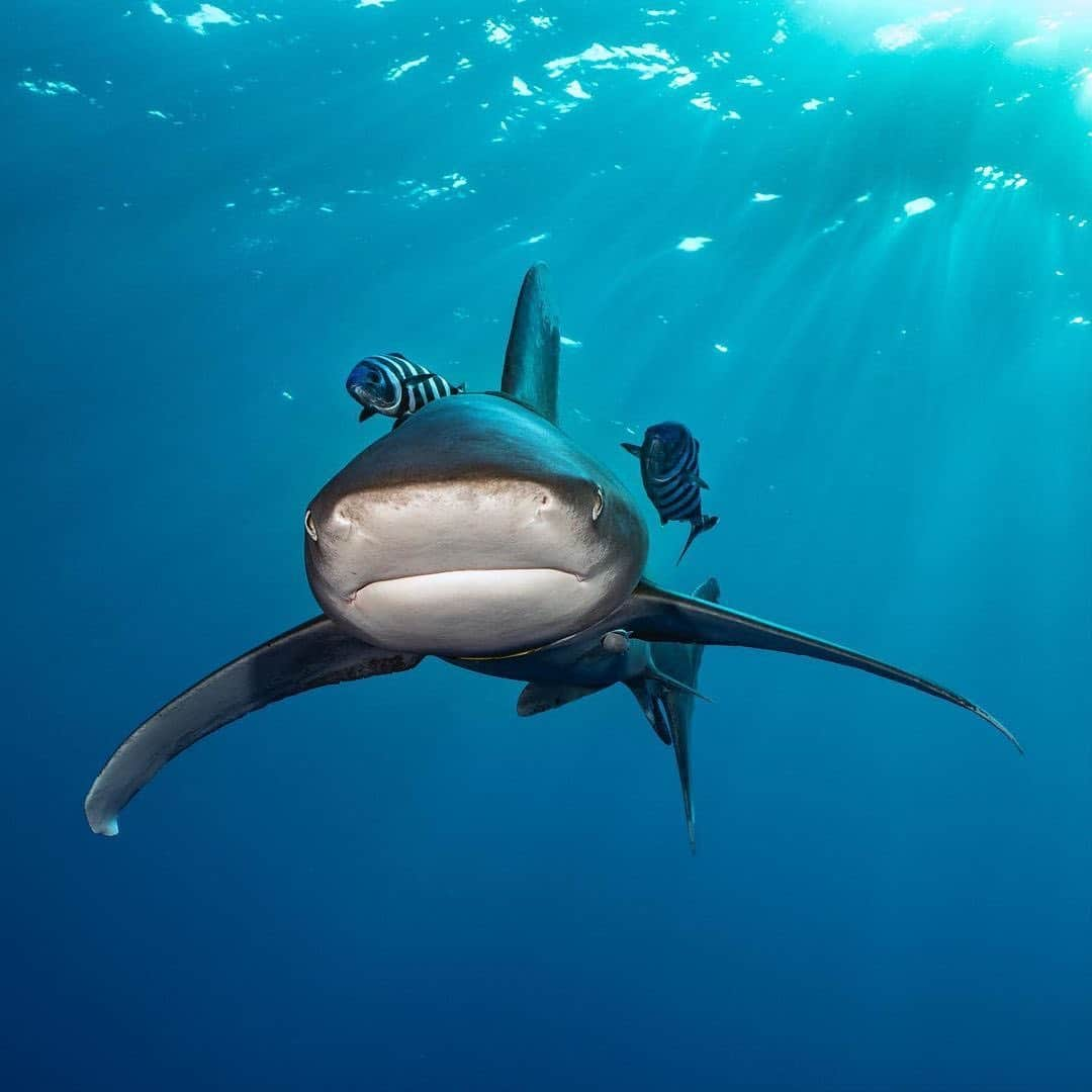 レオナルド・ディカプリオさんのインスタグラム写真 - (レオナルド・ディカプリオInstagram)「Sharks are in real danger of becoming extinct. If we act now, we can save sharks and preserve the ocean’s health. See how @sharkconservationfund is tackling the problem.  The new SCF-funded report on #OceanicSharkStatus – ‘Half a Century of Global Decline in Oceanic Sharks and Rays’ – is a must-read analysis that serves as a wake-up call, and highlights the need for urgent conservation action across the globe.  The study, a collaboration of @shark_specialist_group, @sfuscience, @jamescookuniversity & @georgiaaquarium, assesses the extinction risk for sharks, rays and chimaeras, documenting an alarming, ongoing, global decline of oceanic shark and ray species over the past 50 years, primarily due to overfishing.」2月5日 5時15分 - leonardodicaprio