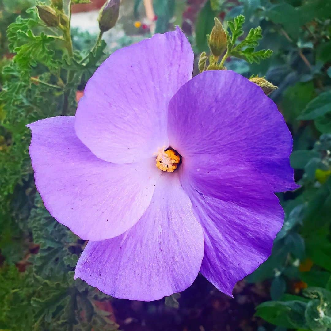 ガソリングラマーさんのインスタグラム写真 - (ガソリングラマーInstagram)「NEW BLUE HIBISCUS  WONT QUIT🌺 💜  #GASOLINEGARDEN #ILOVEGARDENS #GARDENSRULE #GARDENCHURCH #GARDENPARTY #GARDENMAGIC #AVANTGARDEN #GARDENS #GARDENGANGSTER #GARDEN #GRADENLIFE #GARDENER #GARDENTIME  #GARDENING #VEGETABLEGARDEN #FLOWERS #SUCCULENTS  #PLANTS  #CACTUS #AYEARINFLOWERS  #shadowhills  #THANKYOU  @gasolineglamour  #GASOLINEGLAMOUR #PLANTSOMESHIT  #GROWSOMESHIT  @nicksnursery  #NICKSNURSERY #hibiscus」2月5日 5時40分 - gasolineglamour