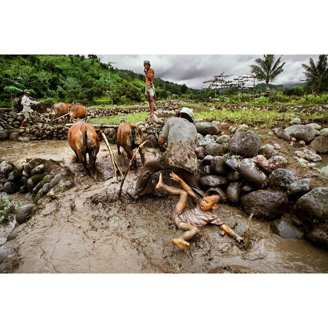 スティーブ・マカリーさんのインスタグラム写真 - (スティーブ・マカリーInstagram)「A boy slips in the mud as rice fields are prepared for the transplanting of rice seedlings, near Ujung Pandang, Sulawesi, #Indonesia, 1983.  #SteveMcCurry」2月5日 6時08分 - stevemccurryofficial