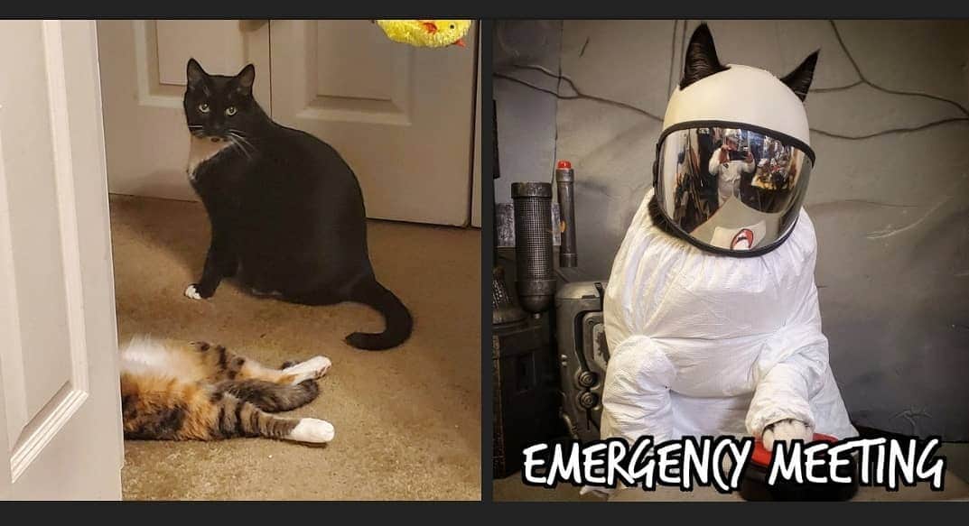 猫コスプレさんのインスタグラム写真 - (猫コスプレInstagram)「👀  #AmongUs  . . . . . . . . . #emergencymeeting #amongusmemes #amonguscosplay #catcosplay #cosplay #cosplayer #cat #catcostume #cats #funnycats #petclothes #PetCostume #memes #catmeme」2月5日 6時16分 - cat_cosplay