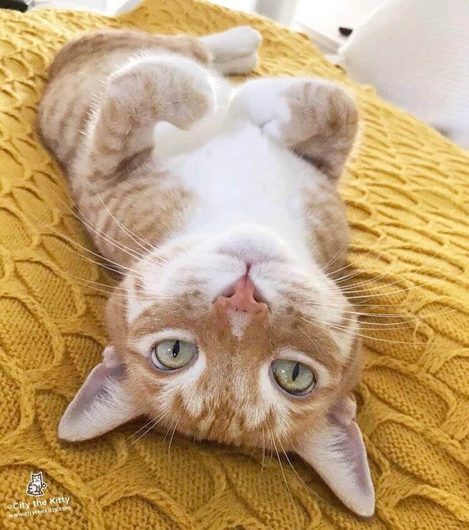 City the Kittyのインスタグラム：「It's 2021 and it’s sad to see organizations and people like these who are on the wrong side of this cat cruelty. 😿😾 1) @fearfreepets allows declawing in their FEAR FREE Certified Practices. 2)The American Animal Hospital Association (AAHA) allows declawing in their AAHA animal hospitals. 3) @HoustonHumane declaws cats in their WELLNESS Clinic. 4) @theannashelter declaws cats in their WELLNESS CENTERS.  5) The @aspca is still making weak excuses to not completely condemn declawing. 6) @thedrpol and his 4 vets are still declawing cats.  Sigh...😿  Please help us end declawing by signing our petitions to ALL 6 of these organizations and people. All our petitions are here. http://citythekitty.org/my-petitions/ YOUR voice matters!❤️🙏🏻  Please join us and help us end declawing! www.citythekitty.org We can't do this without your support! ❤  Always take the high road and educate.  #aahaaccredited #fearfreepets  #cats #catlovers #catsofinstagram #fearfree #fearfreecertifiedprofessional #fearfreetraining #fearfreehappyhomes #fearfreecertified #fearfreevetvisit #drmartybecker #martybecker #veterinarymedicine #declawing #declaw #stopdeclawing #caturday #AAHAHealthyPet #AAHAHealthyPets #ASPCA #DrPol #teamanna #theannashelter #houstonhumanesociety #houston #houstonhumane」