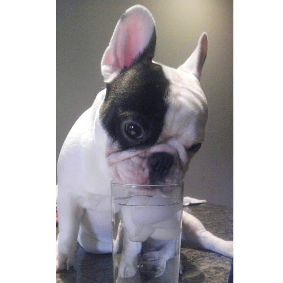 Manny The Frenchieのインスタグラム：「Throwback to under a year old, sitting on the counter, and drinking from a cup! 😉  #spoiled #tbt」
