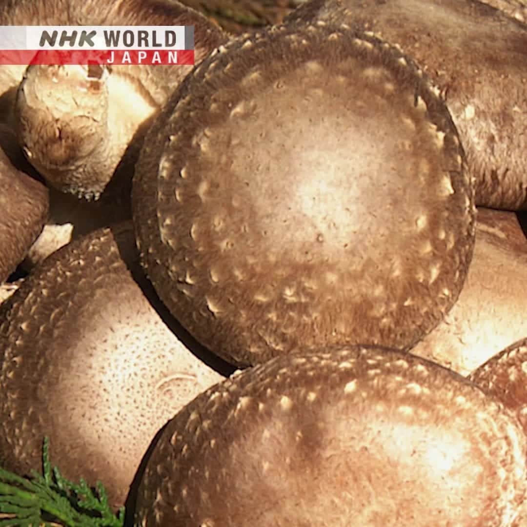 NHK「WORLD-JAPAN」のインスタグラム
