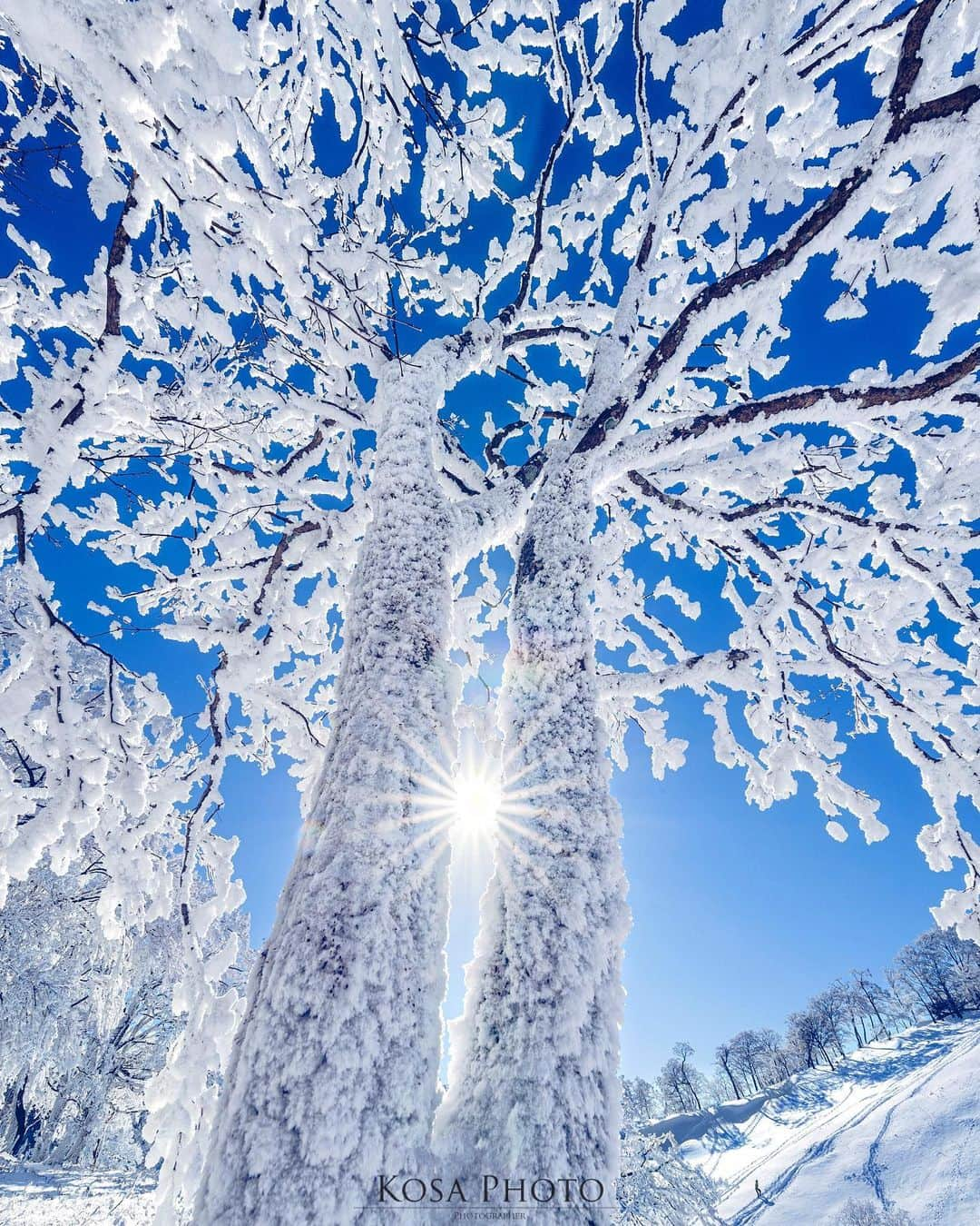 コサさんのインスタグラム写真 - (コサInstagram)「SunStar 近所の早咲き桜が見頃になってきましたが霧氷シリーズもpostします🙋‍♂️ . Location:奈良 Nara / Japan🇯🇵 Date:2021年1月 . #霧氷 #明神平 #乗り越えようnippon #ニコン #写真は私の原動力 #arrowsあなたが夢中な世界 #思いをつなぐフォト #Japan_Daytime_View #tokyocameraclub #sorakataphoto #team_jp_ #photo_jpn #bestjapanpics #Lovers_Nippon #YourShotPhotographer #Impressive_gallery #light_nikon #LBJ_Legend #広がり同盟メンバー #nipponpic_member #special_spot_legend #s_shot #Rox_Captures #1x_japan #IGersJP #jgrv_member #ap_japan_ #colore_de_saison #japan_bestpic_ #raw_community_member」2月5日 7時22分 - kosa_photo