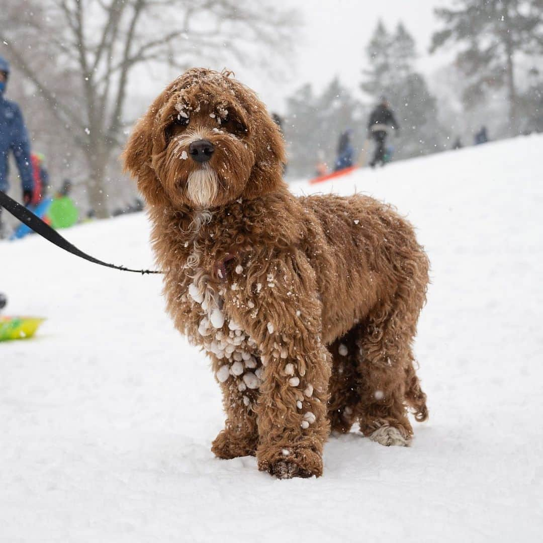 The Dogistさんのインスタグラム写真 - (The DogistInstagram)「Cliff, Labradoodle (6 m/o), Central Park, New York, NY • “He’s a shoe stealer.”」2月5日 7時25分 - thedogist