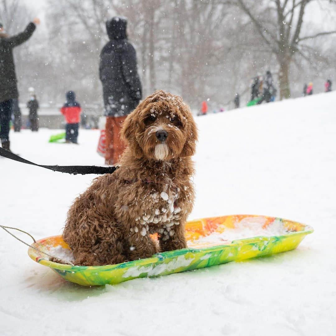 The Dogistさんのインスタグラム写真 - (The DogistInstagram)「Cliff, Labradoodle (6 m/o), Central Park, New York, NY • “He’s a shoe stealer.”」2月5日 7時25分 - thedogist