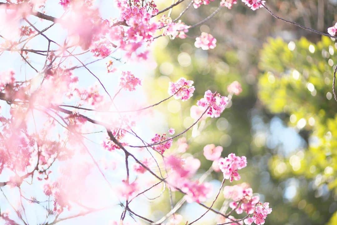 kiccyomuのインスタグラム：「☀️ 2021.02.05 Fri #心に花を いつもの #荏原神社 ちょっと寄ってみた😅 まだツボミが多かったけど… #寒緋桜 …咲き始め😊 ただ、風が強くて寒かった〜  金曜日…今日も元気に🤗  location #東京 📷撮影 2021年2月4日」
