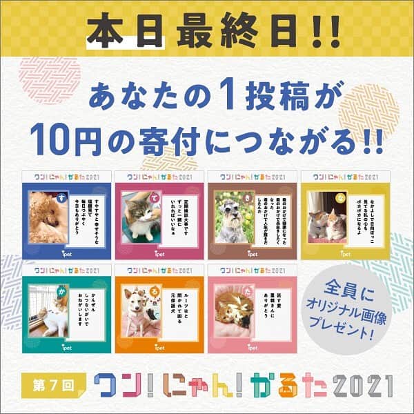 アイペット ペットスナップキャンペーンのインスタグラム：「【🐶本日最終日😸】ワン！にゃん！かるた2021⠀⁠⁠ ⁠⠀⁠⠀⁠⁠ みんなの投稿が寄付になるチャリティーキャンペーンも本日まで！⁠⠀⁠⁠ ⁠⠀⁠⠀⁠⁠⠀⁠⠀⁠⁠ 1投稿が10円の寄付につながりますので、ぜひこの機会に"うちの子"の写真をたくさん投稿してみてくださいね♪⁠⠀⁠⠀⁠⁠ ⁠⠀⁠⠀⁠⠀⁠⠀⁠⠀⁠⠀⁠⠀⁠⠀⁠⠀⁠⠀⁠⠀⁠⠀⁠⁠ 「ワン！にゃん！かるた⁠」の詳細はアイペット公式InstagramのTOPにあるURLからご覧ください👀⁠⠀⁠⠀⁠⠀⁠⠀⁠⠀⁠⠀⁠⠀⁠⠀⁠⠀⁠⠀⁠⁠ ⁠⠀⁠⠀⁠⠀⁠⠀⁠⠀⁠⠀⁠⠀⁠⠀⁠⠀⁠⠀⁠⁠ #ワンにゃんかるた2021 #アイペット #ipet #かるた #フォトコンテスト #キャンペーン #ペット #犬 #愛犬 #いぬすたぐらむ #わんこ #いぬ #犬のいる暮らし #モデル犬になりたい #猫 #ねこ #ネコ #ねこ部 #にゃんすたぐらむ #にゃんこ #にゃんだふるらいふ #モデル猫になりたい #いぬのきもち #犬好きな人と繋がりたい #猫好きさんと繋がりたい #寄付 ⁠ #ペットは家族」