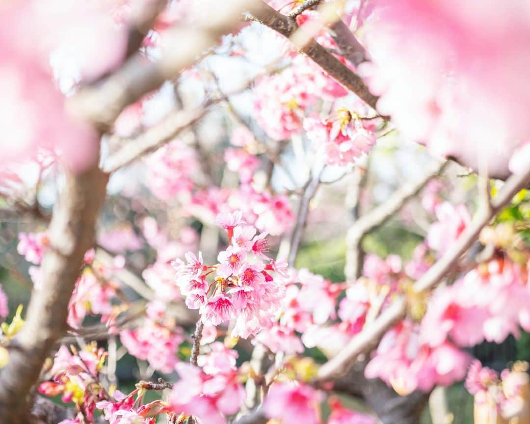 セソコマサユキのインスタグラム：「今年はなんだか桜がきれいだねぇ。怒涛の７連チャン撮影が終わってほっと一息。ずっと外だった分、仕事も溜まっちゃったけどね。帰り道の桜に癒されました。」