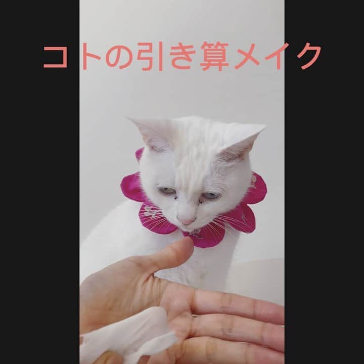 maimocotoのインスタグラム：「こっちゃんのメイク動画を撮ったよ💄 昨晩はお風呂に一緒に入ってくれなくて顔を洗えなかったから、目覚めたらこんな厚化粧になってた！🙀 ＊ ＊ 『このダイソーさんのガーゼがすごく肌に合うの、あたち❤︎』 ＊ ＊ #鼻くちょ大量 #毎日拭き取るのが楽しみな私のためにたくさんためてくれます #ホットガーゼが気持ち良いみたい♪ #音楽合ってないな笑 #編集練習中」