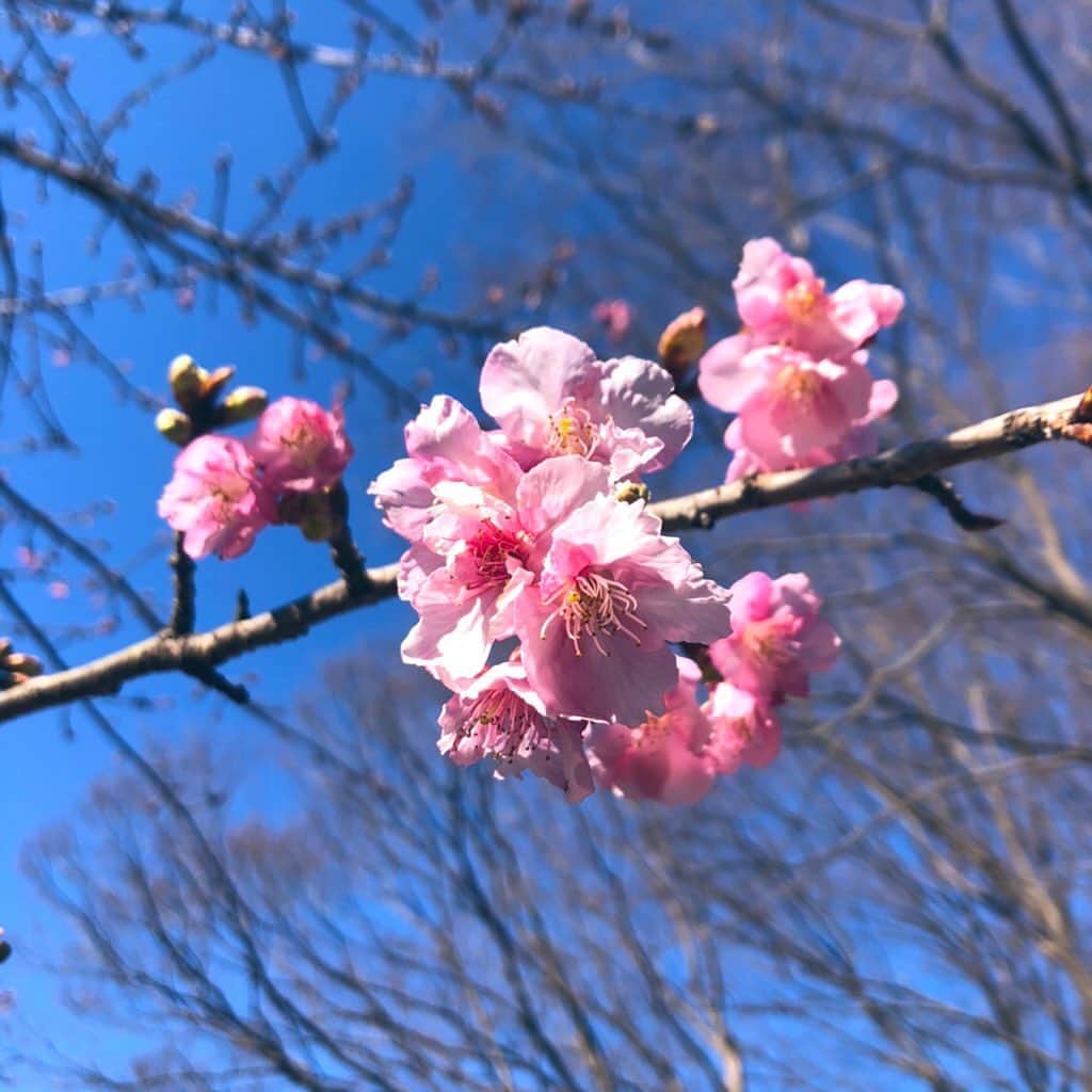 のインスタグラム：「. . 春が近づいて来ていて 嬉しい日々🌸 . . #plumblossom #flower #spring  #sky #blue #good #day #梅の花 #空  #良い天気  #春 #楽しみ」