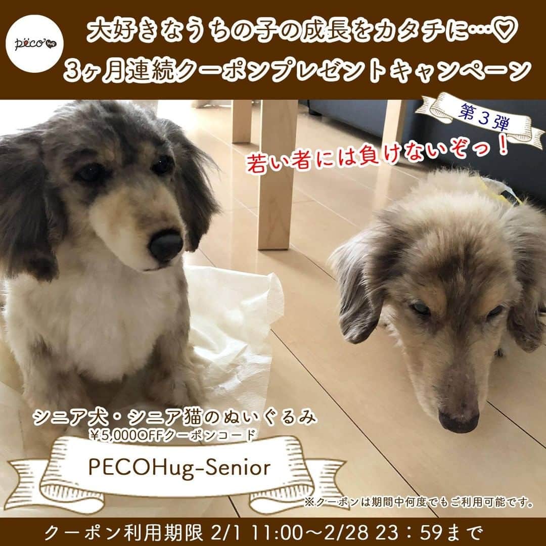 PECO Hugのインスタグラム：「大好きな"うちの子"の成長をぬいぐるみとして カタチにするラストチャンス！  PECO Hugはお写真から愛犬・愛猫を表現したぬいぐるみを作成するサービスであることから、みなさまにもっと"うちの子の思い出"に寄り添っていただけるよう "うちの子"の成長に合わせたお得なクーポンを 3ヶ月連続プレゼントするキャンペーンを開催いたします。  🐶キャンペーン概要😸 以下の期間中、愛犬・愛猫の成長時期に合わせてご利用いただけるクーポンコードをプレゼントいたします。  👱‍♂第三弾👱‍♂️ 【シニア犬・シニア猫のぬいぐるみクーポン】  🔖クーポン配布・利用期間 🔖 2021年2月1日（月）11:00～2021年2月28日（日）23:59まで  📧クーポンコード📧 PECOHug-Senior  【クーポンコードのご利用方法】 ①商品をカートに入れ、レジに進みます。 ②ご注文内容確認画面で、お手元の各クーポンコードを入力します。 ③注文確定画面でクーポンが適用されたことをご確認の上、注文を確定するボタンをクリックします。  ❗注意事項❗ ※ぬいぐるみ商品のため、剥製のような形で全ての特徴を表現できるわけではございません。 ※ぬいぐるみのサイズは指定できません。ご登録いただく体重によってある程度のサイズが決まっておりますが、イメージよりも大きく作成される場合がございます。 （ぬいぐるみのサイズ平均：30cm～45cm） ※1注文で1種類のクーポンのみご利用いただけます。 ※何度でも使用することができます。 ※ご注文後のクーポンご利用はできません。  #pecohug #ぬいぐるみ #ペットグッズ #ペットロス #クーポンプレゼント #犬 #猫 #犬のいる暮らし #猫のいる暮らし #犬好きな人と繋がりたい #猫好きさんと繋がりたい」